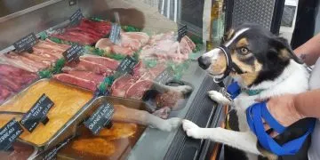 Dog walking with dog looking into a butcher's window