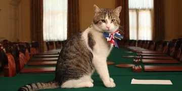 Larry Chief Mouser - the 10 Downing street grey and white cat