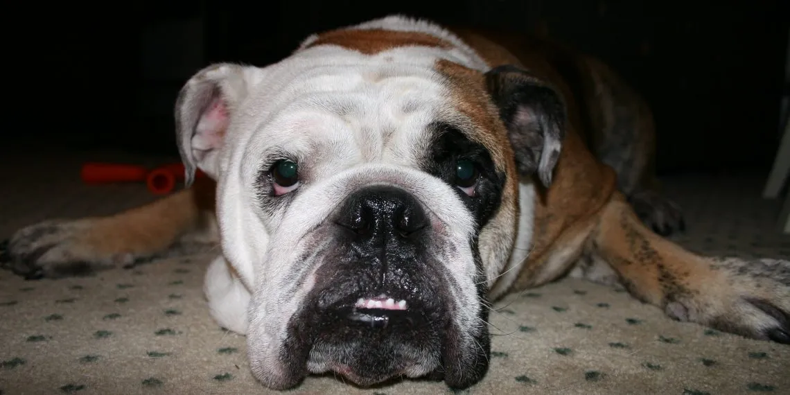 Bulldog lying on a carpet facing the camera. His underslung jaw shows clearly.