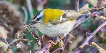 A firecrest bird with a white and black striped crown and a starting yellow back