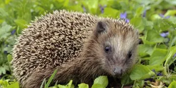 Hedgehog facing camera in a bed of violets