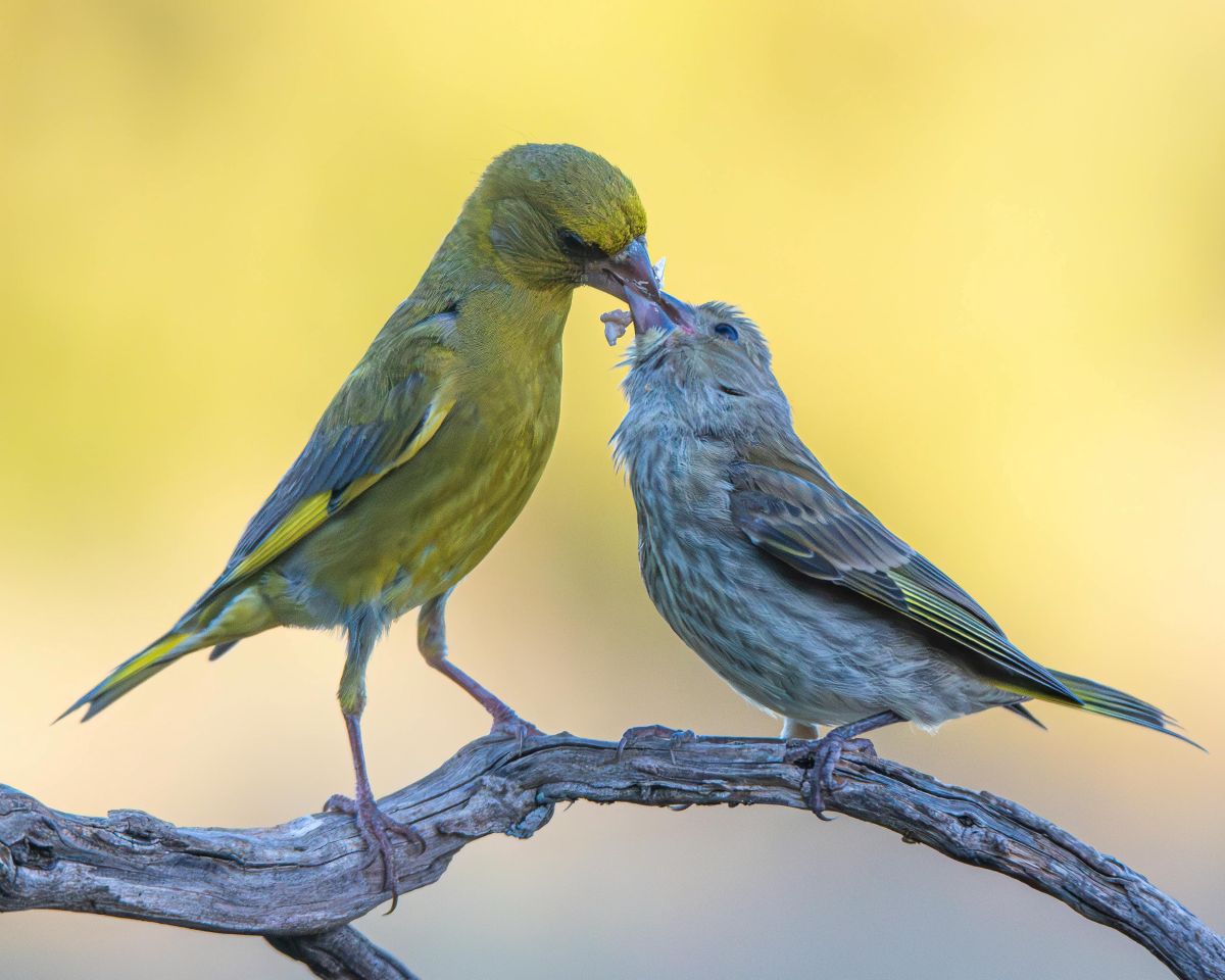 How to Support Garden Birds: Simple Changes for a Healthier Future